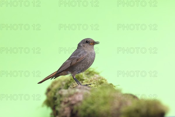 Black redstart (Phoenicurus ochruros), on a moss-covered tree stump in a garden, Wilnsdorf, North