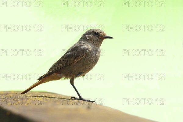 Black redstart (Phoenicurus ochruros), on a balcony, Wilnsdorf, North Rhine-Westphalia, Germany