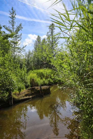 Bottrop, North Rhine-Westphalia, Germany - Renaturalised Boye, the tributary of the Emscher, was