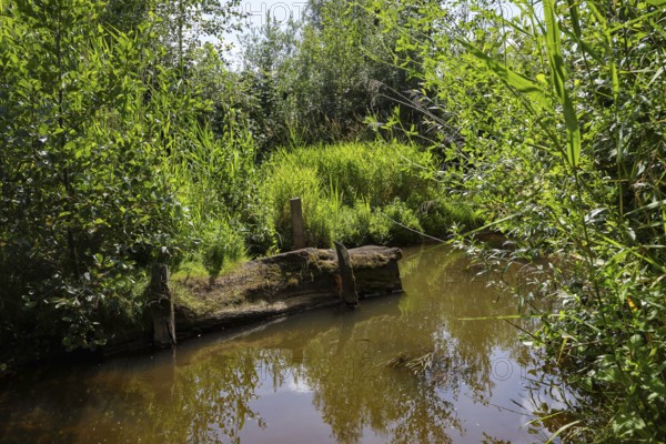 Bottrop, North Rhine-Westphalia, Germany - Renaturalised Boye, the tributary of the Emscher, was
