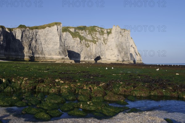 Cliffs with the Falaise d'Aval rock gate, Etretat, Alabaster Coast, Seine-Maritime, Normandy,