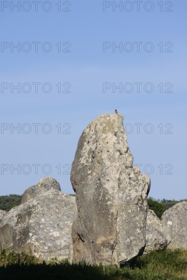 Megalithe, Alignements du Menec, Carnac, Department of Morbihan, Brittany, France