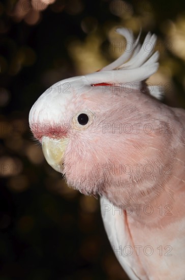 Inca cockatoo (Cacatua leadbeateri, Lophochroa leadbeateri), portrait, occurrence in Australia