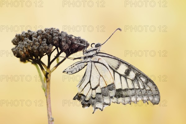 Swallowtail (Papilio machaon), North Rhine-Westphalia, Germany