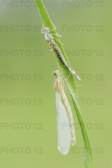 Willow Emerald Damselfly (Chalcolestes viridis) freshly hatched dragonfly and exuvia, North