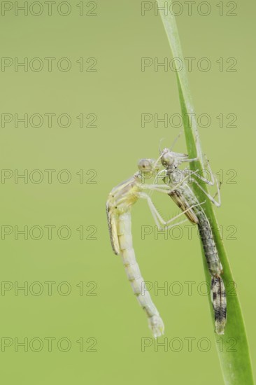 Willow Emerald Damselfly (Chalcolestes viridis) freshly hatched dragonfly hanging from its exuvia,