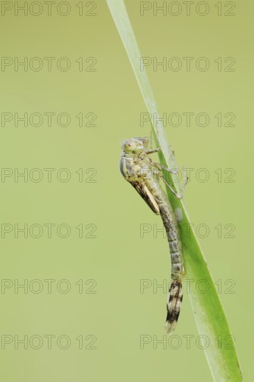 Willow Emerald Damselfly (Chalcolestes viridis) hatching, hatching, larva, dragonfly larva, North