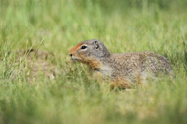 Columbia ground squirrel (Urocitellus columbianus, Spermophilus columbianus), British Columbia,