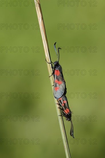 Horned Clover Oriole (Zygaena lonicerae), pair copulating, Brittany, France