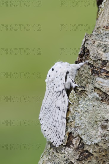 Cerura erminea or ermine moth (Cerura erminea), France
