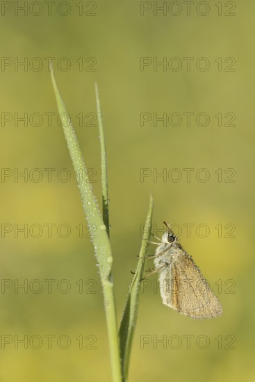 Small Skipper or Small Skipper (Thymelicus sylvestris), North Rhine-Westphalia, Germany