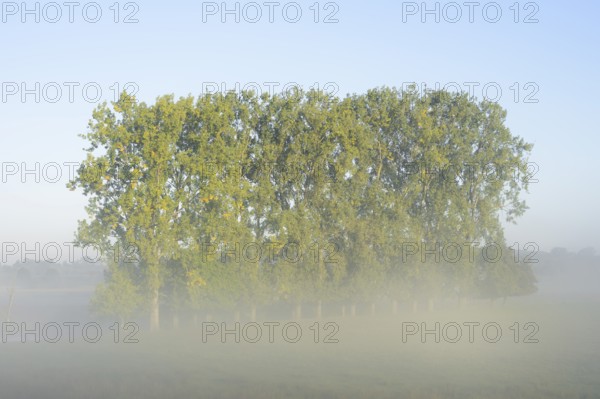Bastard black poplars or Canada poplars (Populus x canadensis, Populus x euramericana) in the