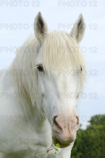 Domestic horse, Percheron (Equus caballus), portrait, Normandy, France