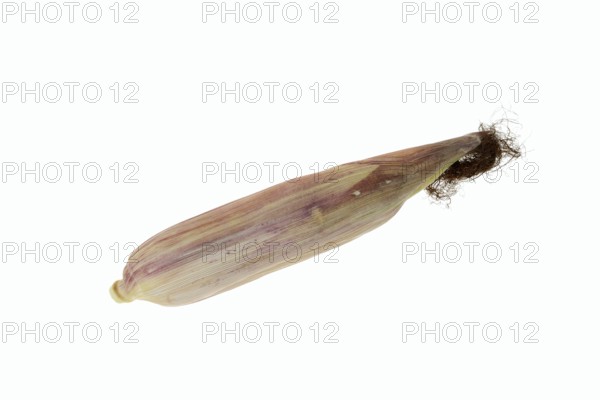 Corn (Zea mays), corn cobs against a white background