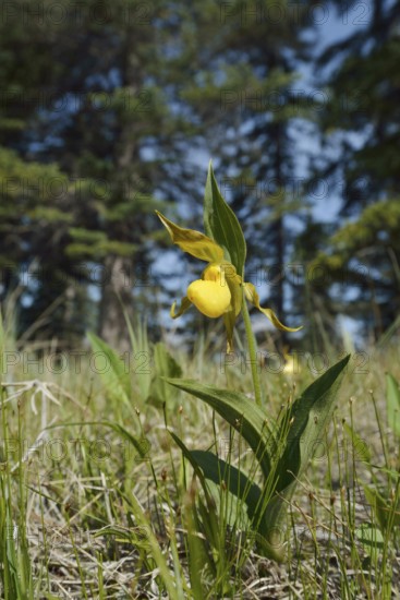 Lady's slipper (Cypripedium parviflorum var. pubescens), flower, Jasper National Park, Alberta,