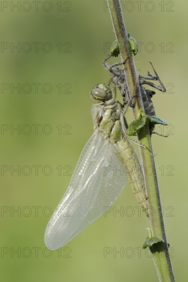Black-tailed Skimmer (Orthetrum cancellatum), freshly hatched with exuvia, North Rhine-Westphalia,