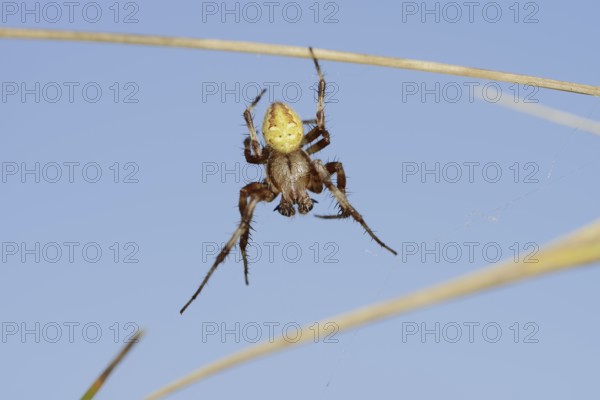 Four-spotted cross spider (Araneus quadratus), male, North Rhine-Westphalia, Germany