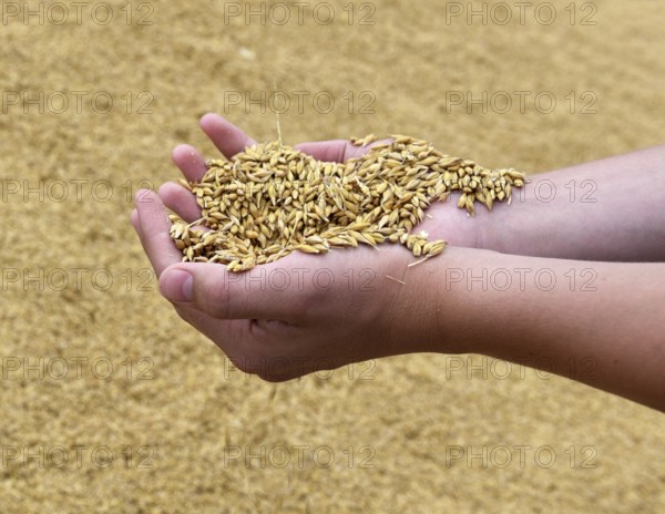 Hand with barley, grain