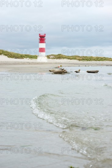 Several harbour seals (Phoca vitulina), seals, group, resting at low tide at the edge of the water,