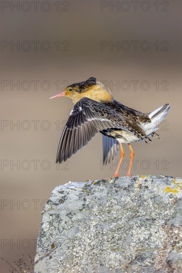 Ruff (Calidris pugnax) territorial male in breeding plumage displaying by flapping wings during