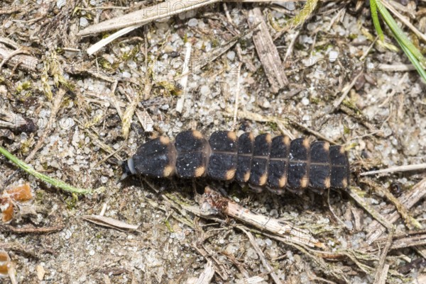 Common glow-worm (Lampyris noctiluca), female crawls, creeps, during the day over sandy, dry,