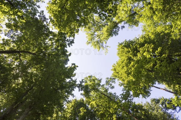 Deciduous forest, deciduous trees, frog perspective, summer, place of pilgrimage, Altötting, Upper