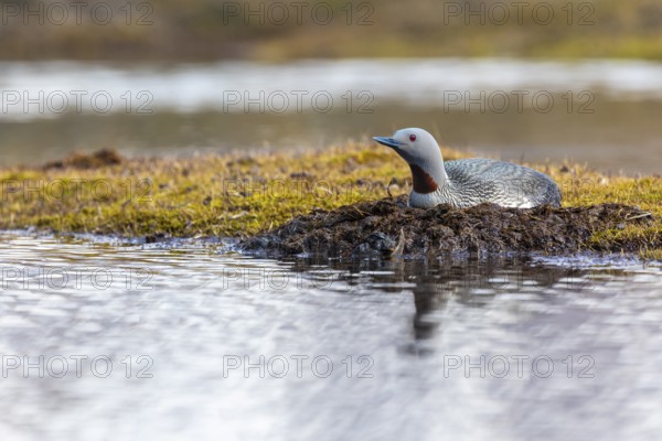 Red-throated diver (Gavia stellata) breeding on the nest, Aventdalen, Longyearbyen, Spitsbergen,