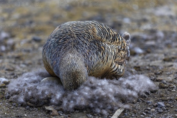 Eider duck (Somateria mollissima), hen brooding on the nest, duck birds (Anatidae), Aventdalen,