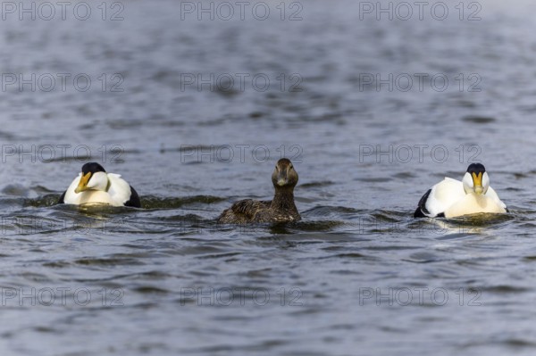 Eider duck (Somateria mollissima), hen with drake during mating behaviour, duck birds (Anatidae),