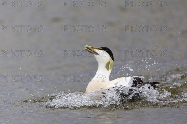 Common Eider (Somateria mollissima), drake on the water, duck birds (Anatidae), Aventdalen,