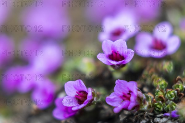 Red saxifrage (Saxifraga oppositifolia), saxifrage family (Saxifragaceae), Jotunkjeldene,