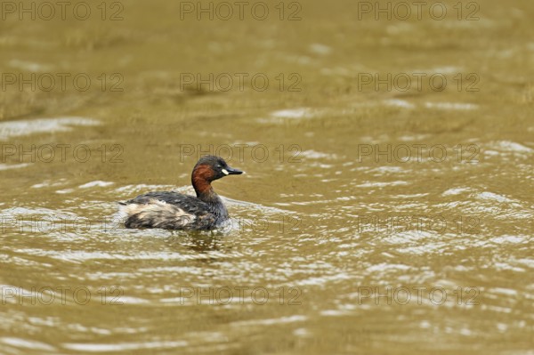 Red-breasted merganser (Mergellus albellus), adult swimming, Flachsee nature reserve, Canton