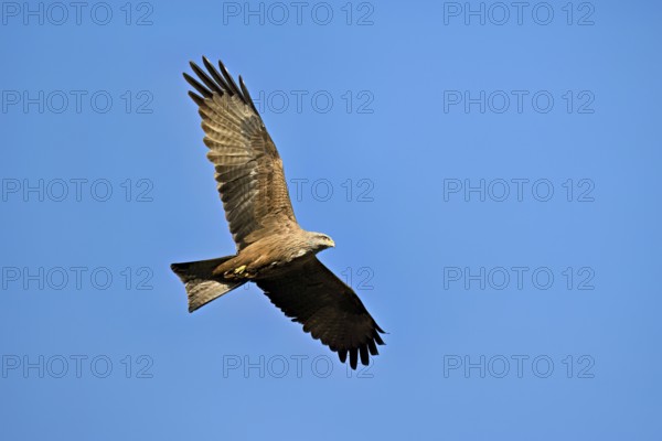 Black Kite (Milvus migrans), in flight, lower view, Flachsee nature reserve, Freiamt, Canton