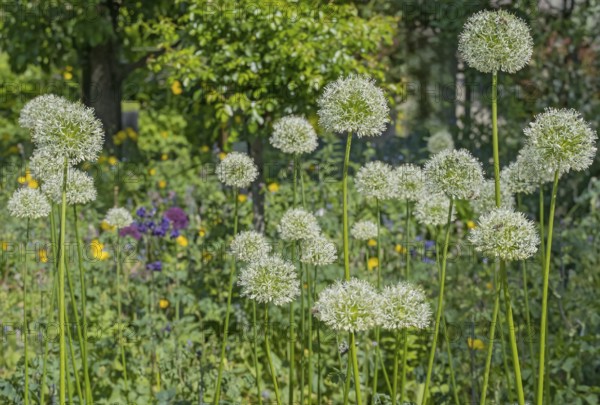 Allium blossom in the district educational garden, Burgsteinfurt, Münsterland, North