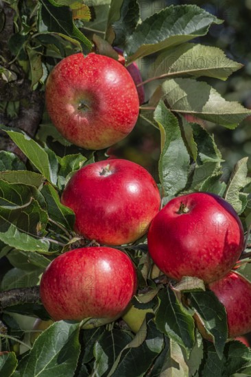 Red apples type Discovery in apple orchard in Rörum, Österlen fruit district, Simrishamn