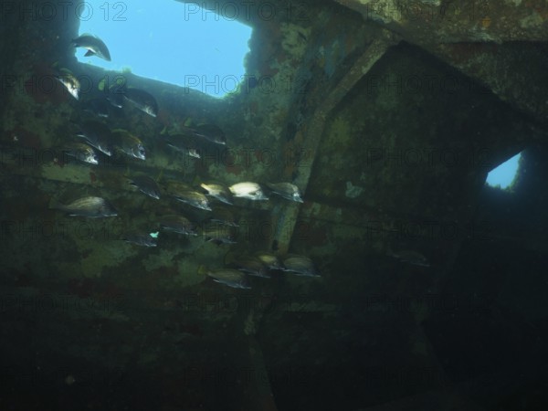 Sea ravens (Sciaena umbra) swim underwater in an old, rusty shipwreck. Dive site wreck of the