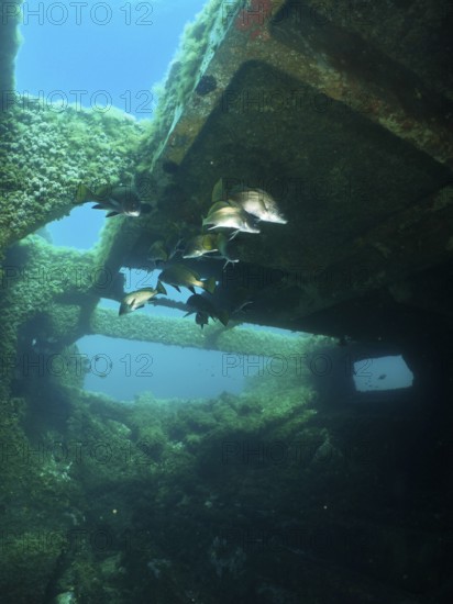 Algae-covered structures of a shipwreck under water with sea ravens (Sciaena umbra), dive site