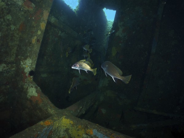 Dark shipwreck under water with passing sea ravens (Sciaena umbra) and blue lighting. Dive site