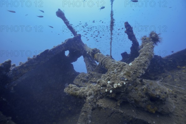 Overgrown anchor of a shipwreck with small fish swimming in the blue water. Dive site wreck Michel
