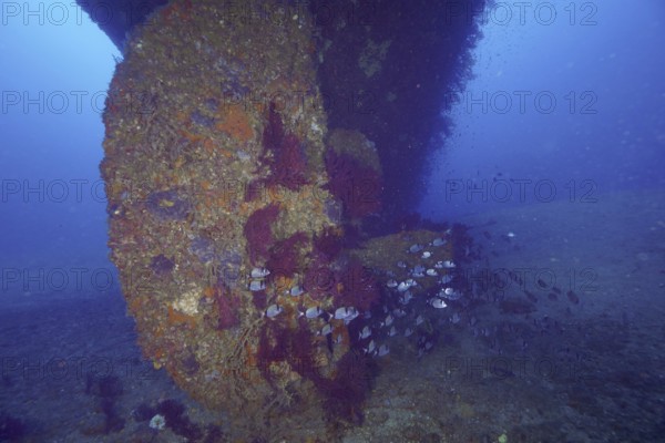 A large propeller of a shipwreck overgrown with Violescent sea-whip (Paramuricea clavata)