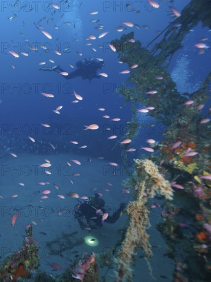 Divers and bright pink fish around a rusty shipwreck in the depths. Dive site wreck Le Grecq, Giens