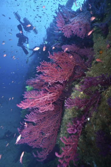 Violescent sea-whip (Paramuricea clavata) growing on a shipwreck in blue water full of marine life.