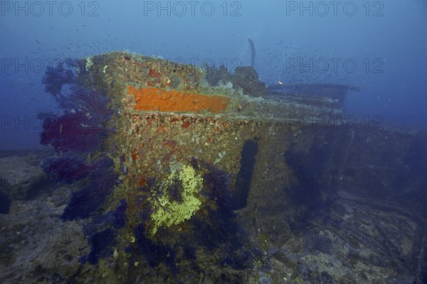 Part of a rusty shipwreck on the seabed surrounded by Violescent sea-whips (Paramuricea clavata)