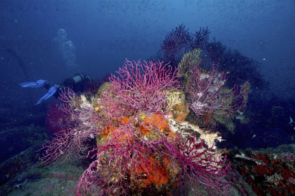 Violescent sea-whip (Paramuricea clavata) growing on a shipwreck. Diver in the background. Many