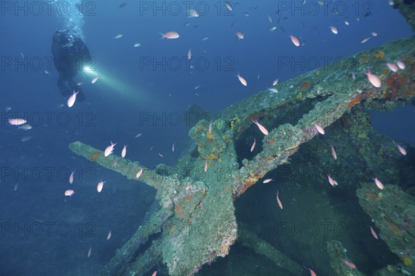 Diver illuminates a part of a shipwreck surrounded by fish with a torch. Dive site wreck Michel C,