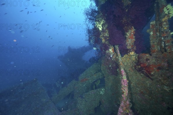 Rusty shipwreck overgrown with Violescent sea-whips (Paramuricea clavata), surrounded by a school