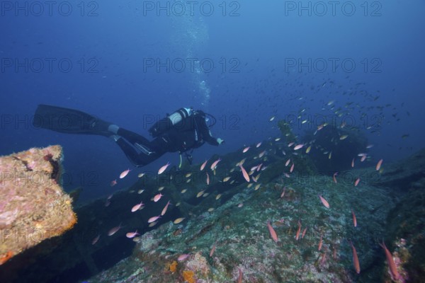 Diver swimming over a shipwreck, surrounded by numerous pink fish, Mediterranean flag perch