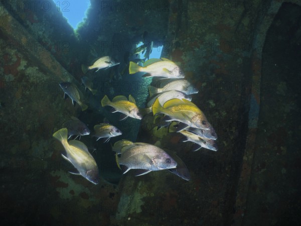 A group of common seals (Sciaena umbra) swimming in a rusty shipwreck underwater in the beam of