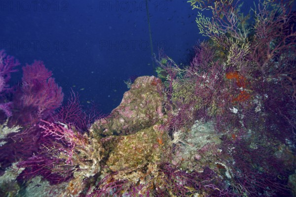 Violescent sea-whips (Paramuricea clavata) grow on a shipwreck under clear blue water. Dive site