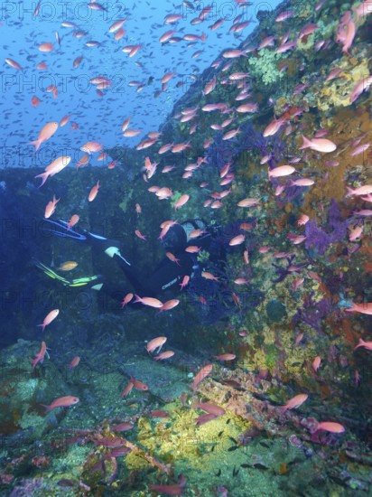 A diver penetrates a multicoloured shipwreck, surrounded by a multitude of small fish,